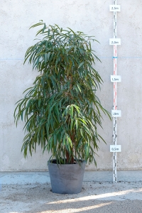 Ficus Longifolia Verkauf Botanikum München